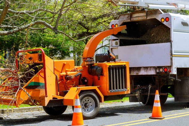 Professional Tree Removal and Landscaping Services in Savage, MN